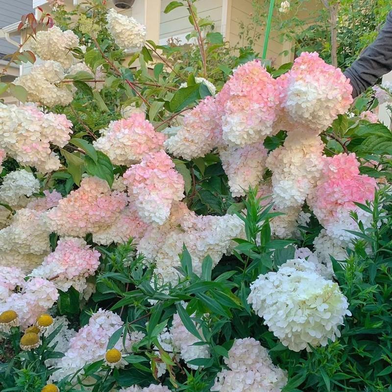 圆锥绣球香草草莓耐晒石灰灯夏日美人北极熊阳台庭院花苗盆栽花卉