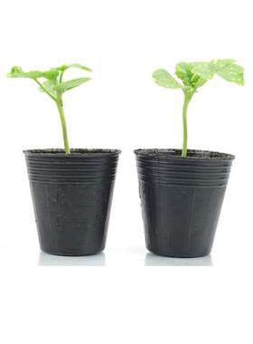 营养杯育苗杯一次性大袋加厚塑料农业西瓜种植柑橘育苗锅营养碗