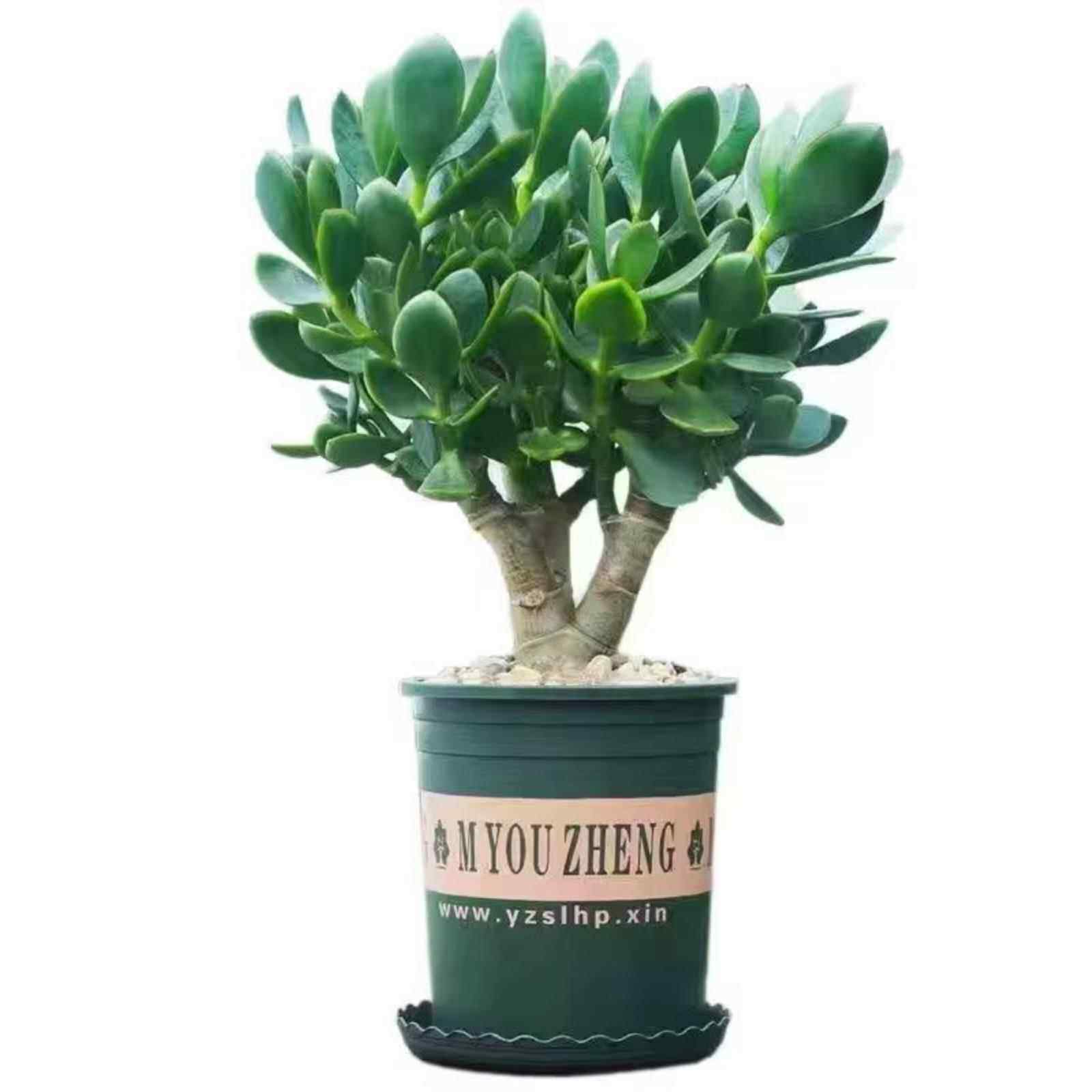 玉树金边盆栽多肉老桩独杆植物燕子掌四季常青盆景花卉耐旱好养