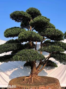 罗汉松造型树黑松大树庭院造型树盆景迎客松真树别墅景观树进口松