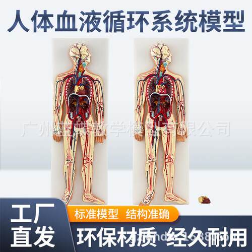 医学人体血液循环系统模型内脏心脏器官血管动脉神经系统解剖教具