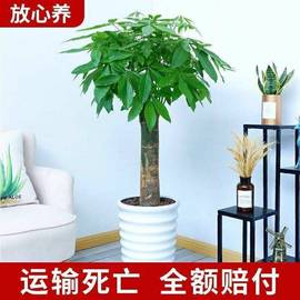 大发财树盆栽室内客厅大型辫子，绿植独杆发财树大棵客厅发财树大棵