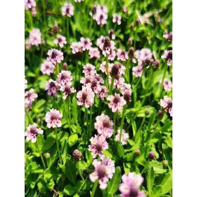 姬岩垂草草籽垂草苗姬垂岩草方盘垂岩姬草姬延垂草基岩颜
