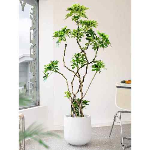 深圳鸭掌木造型盆栽七叶莲鸭脚木大型阳台植物办公室室内网红盆栽