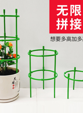 花架子火龙果太阳花月季绿萝花盆