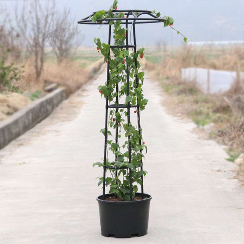 圈包藤月季支架铁管园艺植物加厚花架塑爬伞型塑料花防倒伏