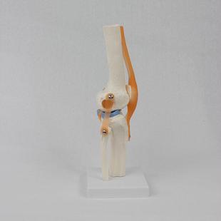 能型644膝模节模型可关弯曲十字功韧带半月板灵活膝关节骨骼型