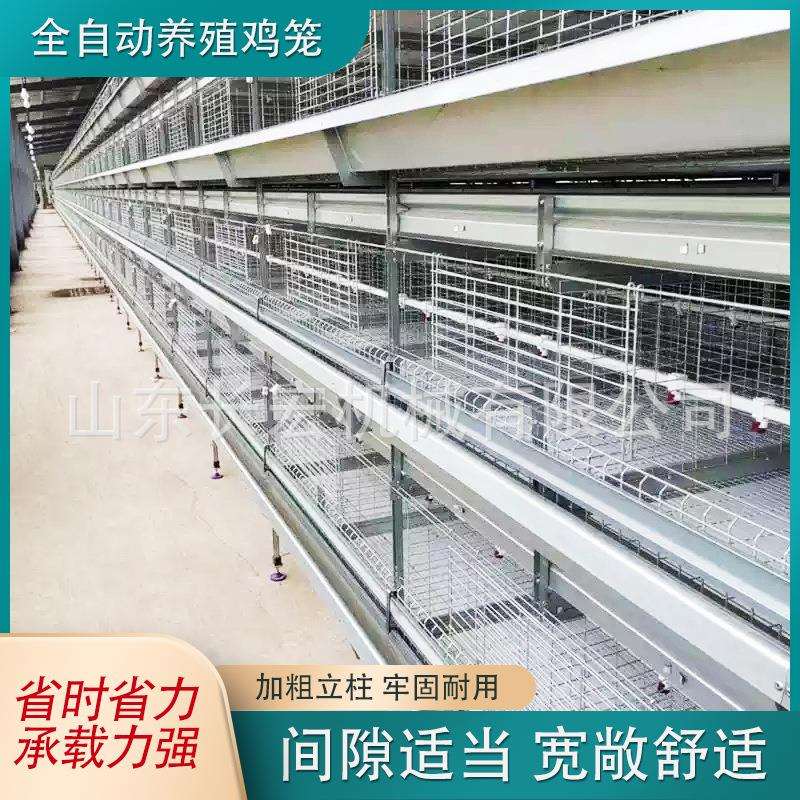 自动化养殖笼养鸡设备大型鸡舍鸡笼养殖鸡笼子全自动大层叠蛋鸡笼