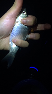 综合评估探露头灯怎么样，图案解说其质量？