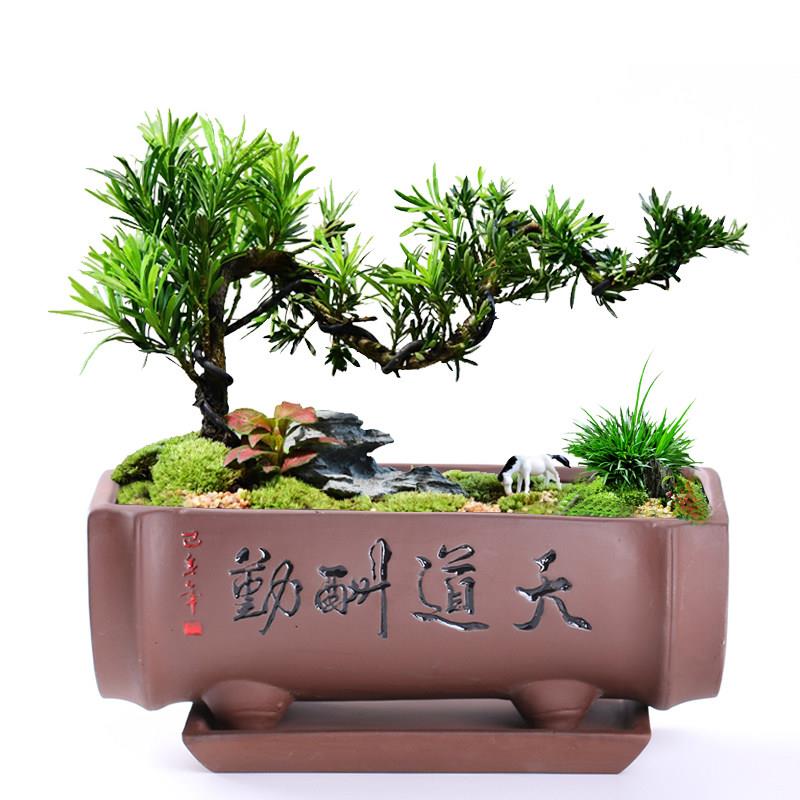 紫砂花盆长方形盆景盆 陶瓷花盆带托盘盆栽绿植 文竹假山树桩花盆图片