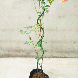 植物爬藤支架花支架植物造型架，b植物扶直架花卉支架园艺支架