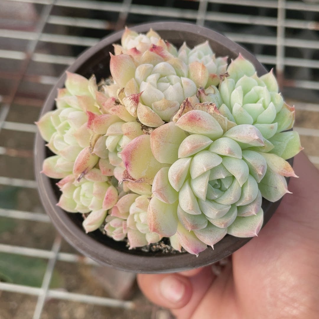 多肉植物仙女杯月影群