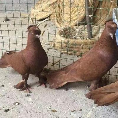 观赏鸽翻翻鸽子宠物鸽翻跟头鸽红色白色亮灰色种鸽青年鸽一对