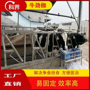 牛劲枷枷牛群固定用具争食抢食解决方法兽用拴牛机械奶牛防争食