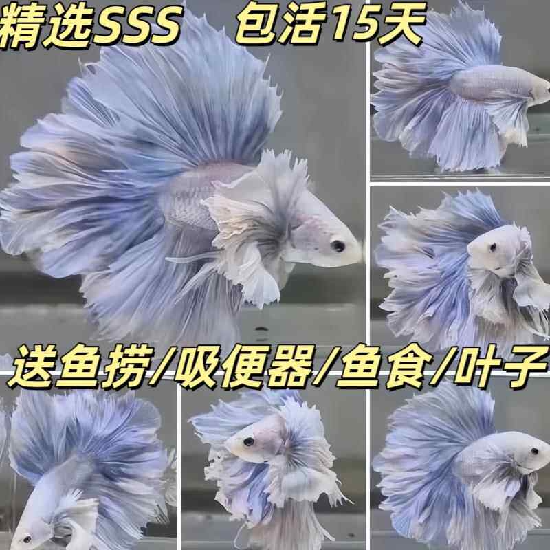 泰国斗鱼婚纱鱼热带观赏鱼金鱼缸小型宠物赛级半月淡水鱼好养耐活