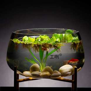 透明玻璃花瓶铜钱草水培植物花盆大码 绿萝玻璃器皿客厅圆形鱼缸