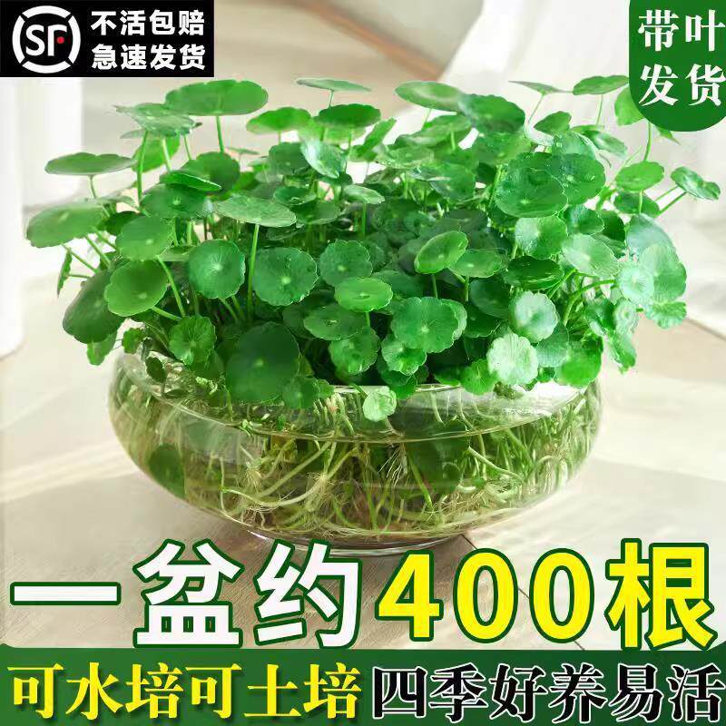 四季好养铜钱草水培盆栽植物办公室内桌面小绿植花卉水养金钱草籽