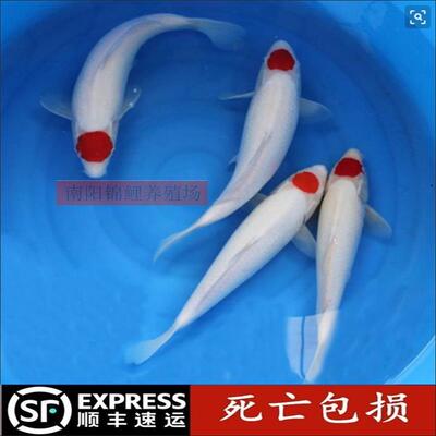 锦鲤活体日系精品大小型丹顶鸿运当头一点红招财观赏鱼苗