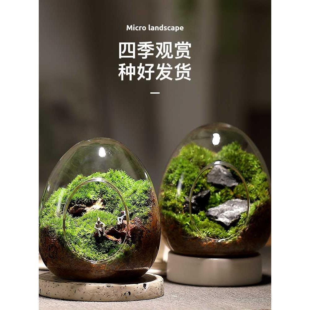 苔藓微景观生态瓶私人草坪桌面迷你盆栽办公室创意教师节礼物神奇