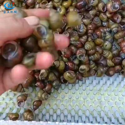 厂家供应牡蛎清洗机辊刷式扇贝毛蛤去泥机全自动田螺钉螺清洗机