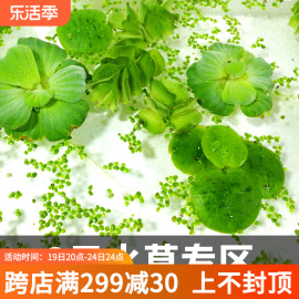 鱼缸浮萍水草活体水芙蓉一叶莲圆心萍鱼池养龟淡水造景水生真植物