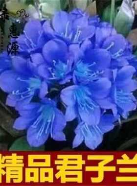 精品君子兰种子彩兰种子圆头和尚种子室内阳台绿植盆栽植物种子
