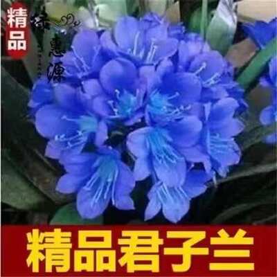 精品君子兰种子彩兰种子圆头和尚种子室内阳台绿植盆栽植物种子