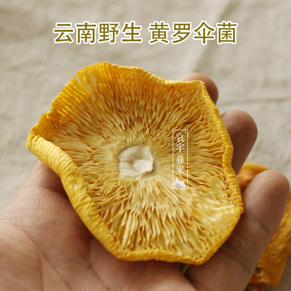 云南野生美味黄鹅蛋菌蘑菇野生菌 黄落伞菌黄罗伞菌干货100g