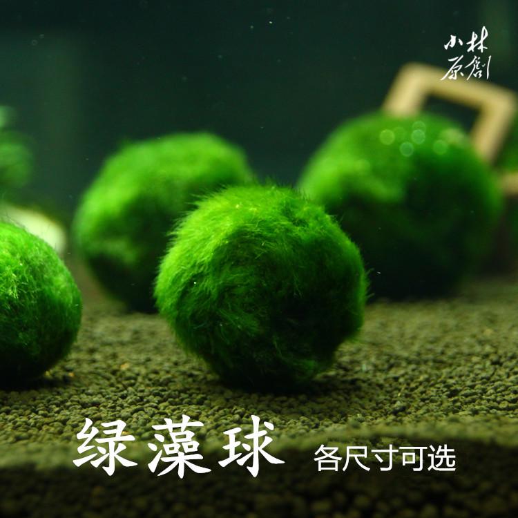 【萌物】绿藻球爱情可爱绿藻球桌面生态鱼缸装饰造景虾缸水草瓶养