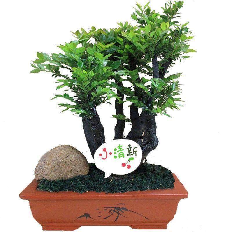 名贵小叶紫檀盆景树桩客厅植物室内花卉绿植树苗四季常青盆栽