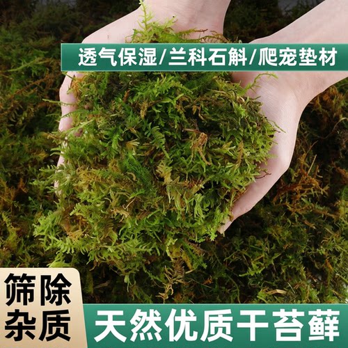 蝴蝶兰专用营养苔藓青苔栽培基质