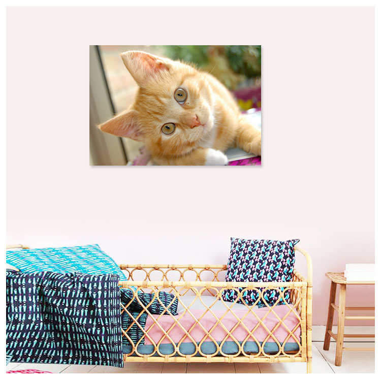 宠物装饰画可爱动物狗狗猫咪儿童房卧室床头壁画房间现代简约挂画图片