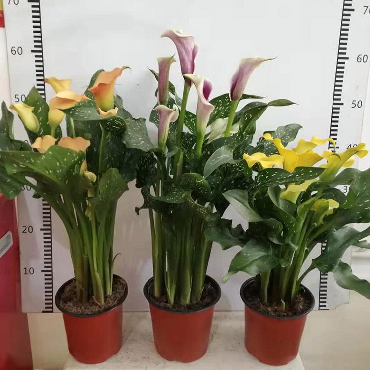 【基地直批】年宵高档花卉彩色马蹄莲盆栽单色混色可批观花绿植