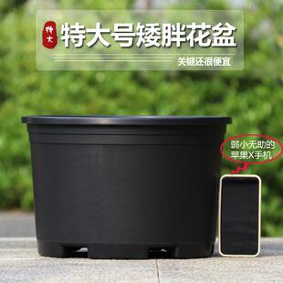 新款加厚二代矮胖花盆塑料绿萝月季多肉阳台家用大号树脂盆栽盆子