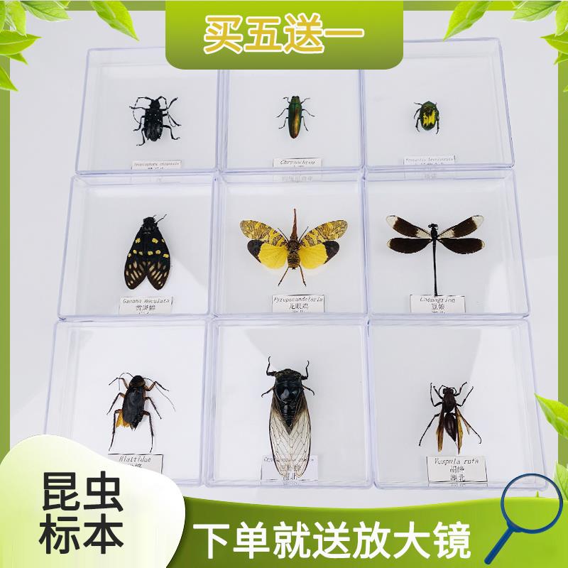 蝶仙子真昆虫甲虫蜻蜓标本琥珀蝴蝶罕见树脂透明盒子压克力装