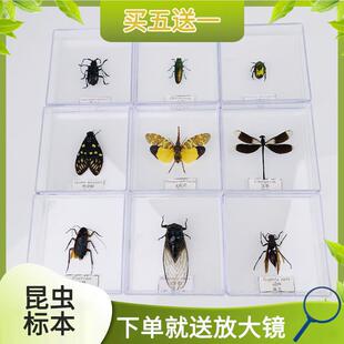 蝶仙子真昆虫甲虫蜻蜓标本琥珀蝴蝶罕见树脂透明盒子压克力装