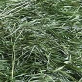 2025年头茬晒干提西草品荷A11兰猪粮食磨兔子精牙专用摩新鲜兔草