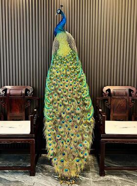 孔雀标本真羽毛落地大摆件客厅酒店装饰工艺开 业送礼礼品道具模