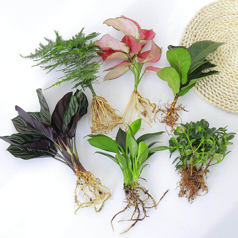 植物绿植水养白掌花卉盆栽竹芋绿萝办公室富贵竹净化空气组合家居