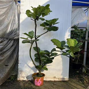琴叶榕广州基地一物一拍北欧植物精品盆栽吸除甲醛大小型室内绿植
