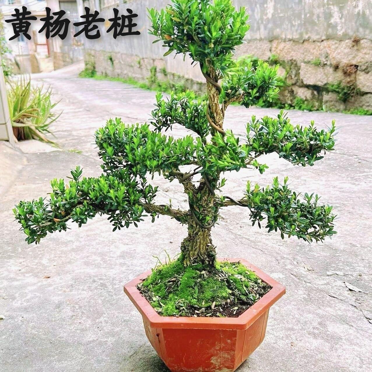 小叶雀舌黄杨老桩造型盆景矮霸老桩名贵小叶罗汉松别墅庭院大盆景图片