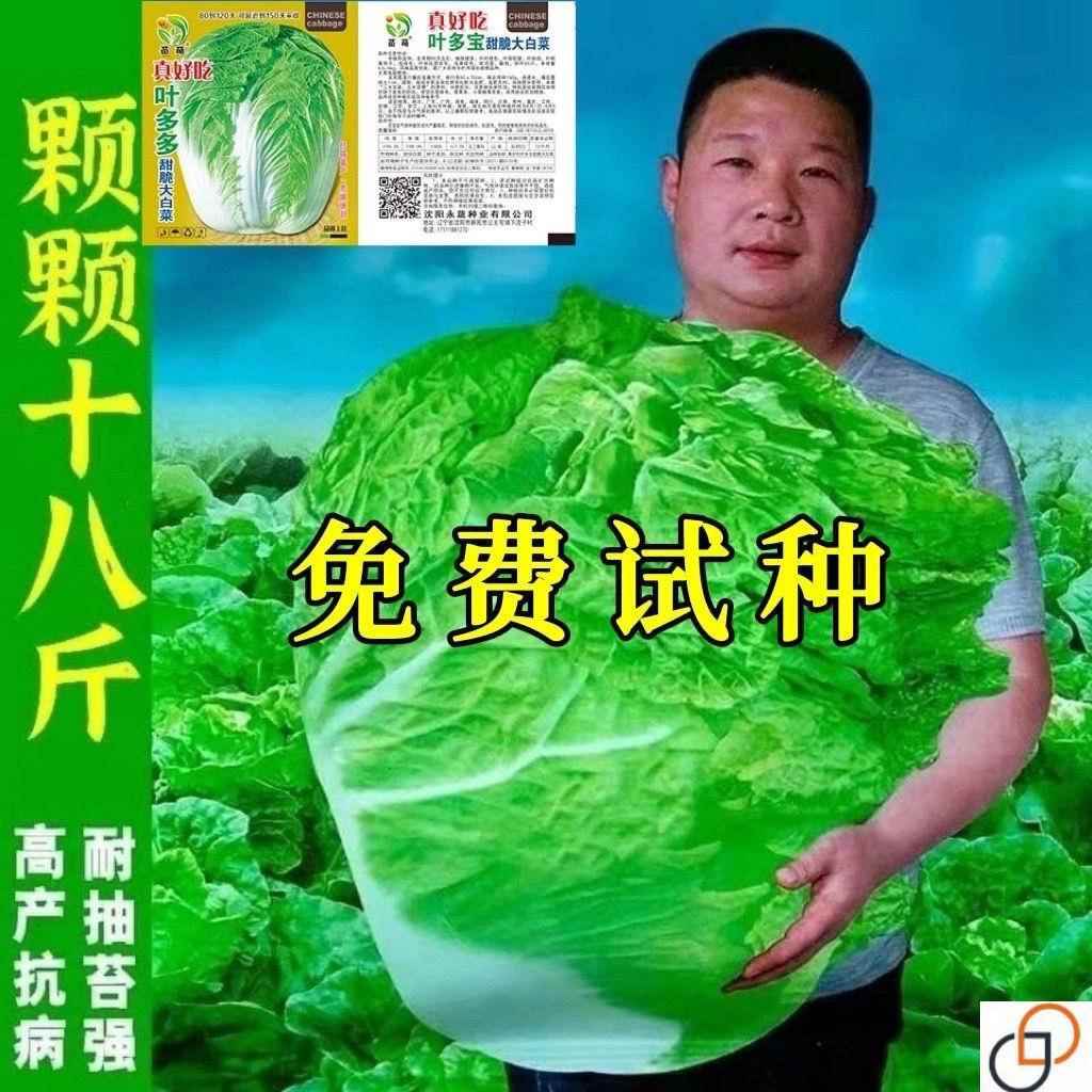 北方18大白菜种孑白菜籽种斤大全春夏秋四季阳台庭院大田蔬菜种子