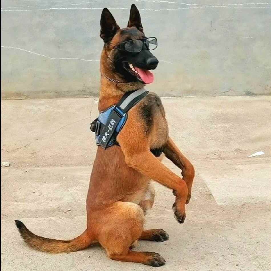 马犬幼犬幼宠活物护卫犬健康看家猛犬高智商活体黑红黑马忠诚狗狗