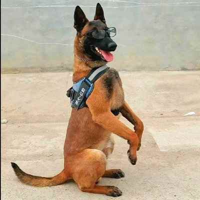 马犬幼犬幼宠活物护卫犬健康看家猛犬高智商活体黑红黑马忠诚狗狗