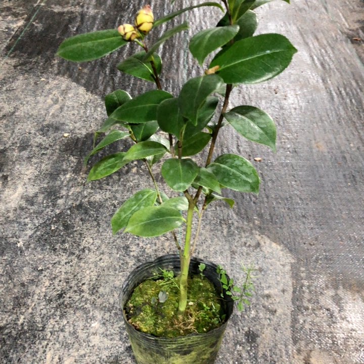 清竹园艺茶花斑砂金带花苞