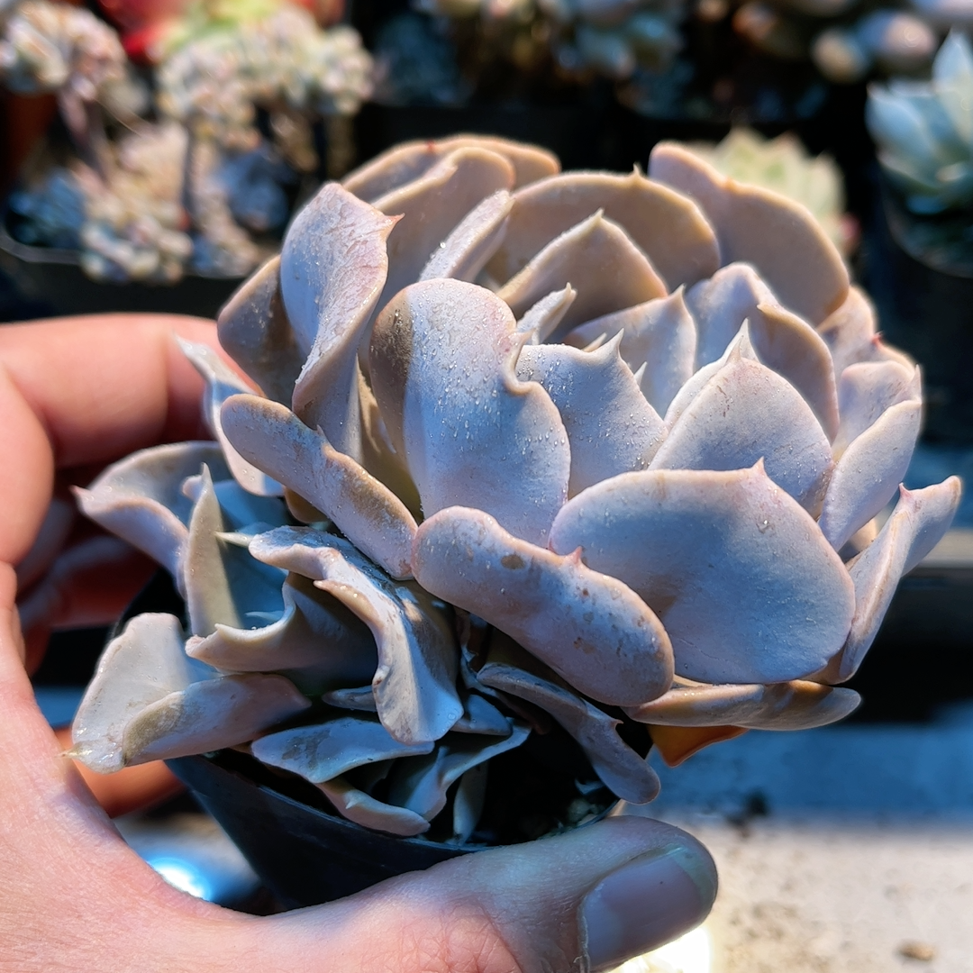 1多肉38包邮天鹅湖6