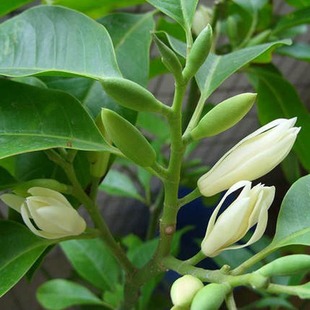 栽种植物清香白色玉兰花 浓香花卉阳台白兰盆栽花苗黄角兰绿植四季