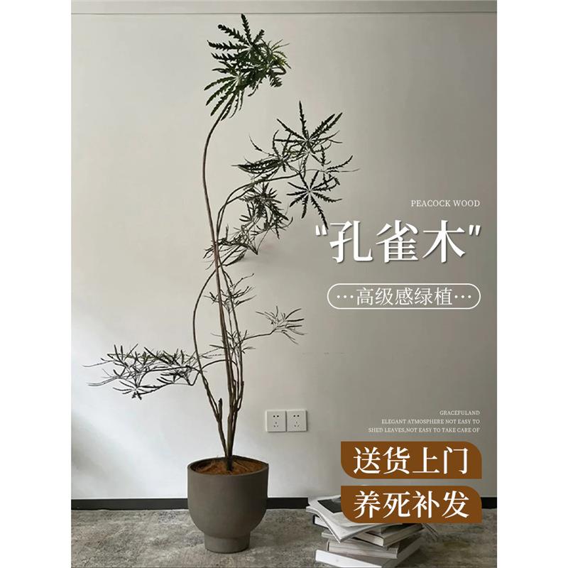 孔雀木绿植室内办公室大型植物好养活高级感客厅落地真花网红盆栽