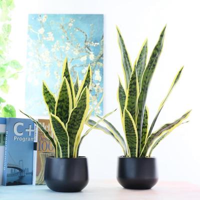 仿真植物虎皮兰盆栽 假花套装绿植 塑料盆固定小石子 仿真虎皮兰