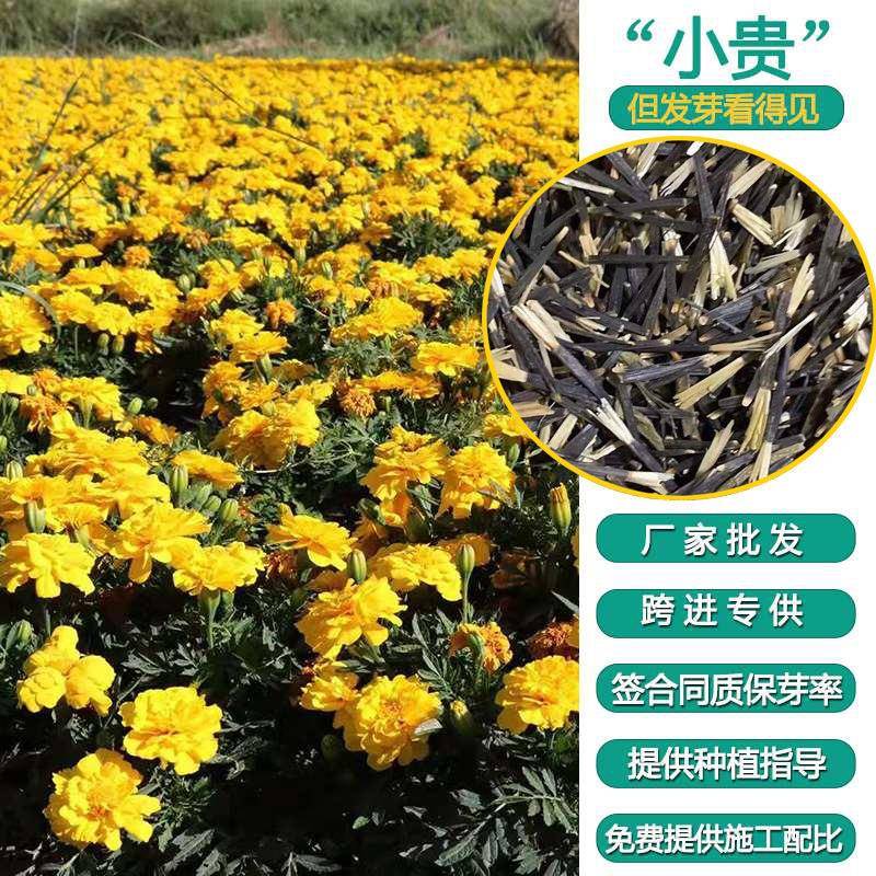 厂家直销花海花卉籽孔雀草庭院景区绿化花坛花期长易种植量大优惠